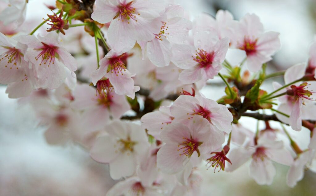 Bendera Jepang berkibar.