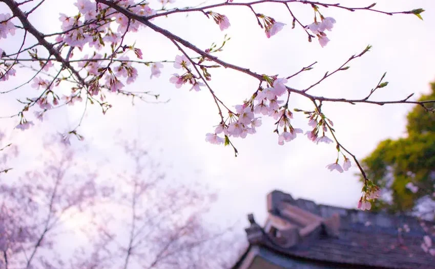 Tampilan depan dan belakang Zairyū Card.