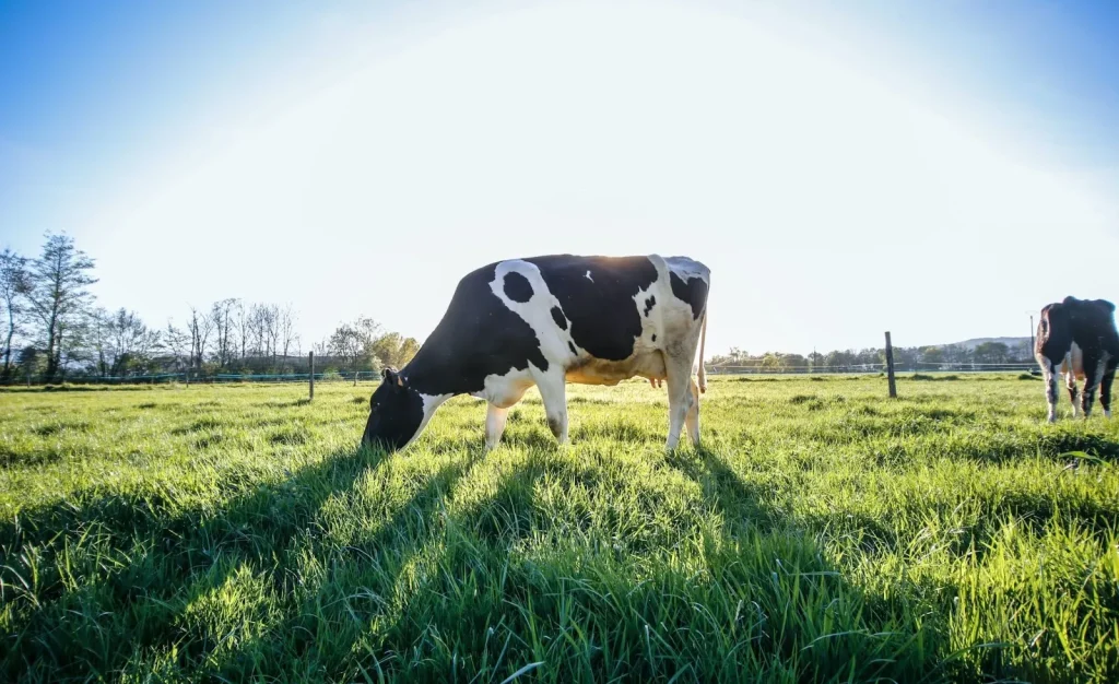 Pizza keju yang lezat dari Niseko Takahashi Farm.