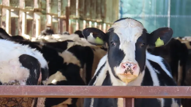Berbagai macam jenis susu dalam kemasan karton.