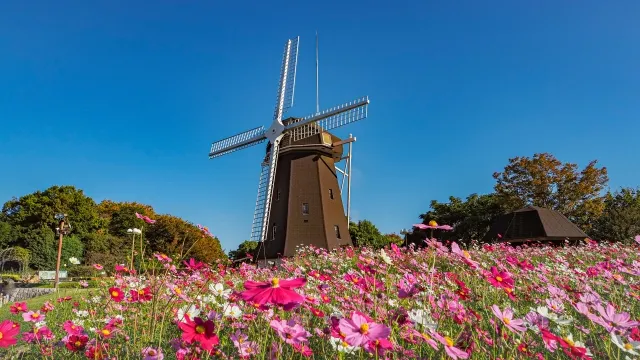 Pemandangan Air Terjun Minoo yang dikelilingi oleh daun-daun musim gugur yang berwarna-warni.