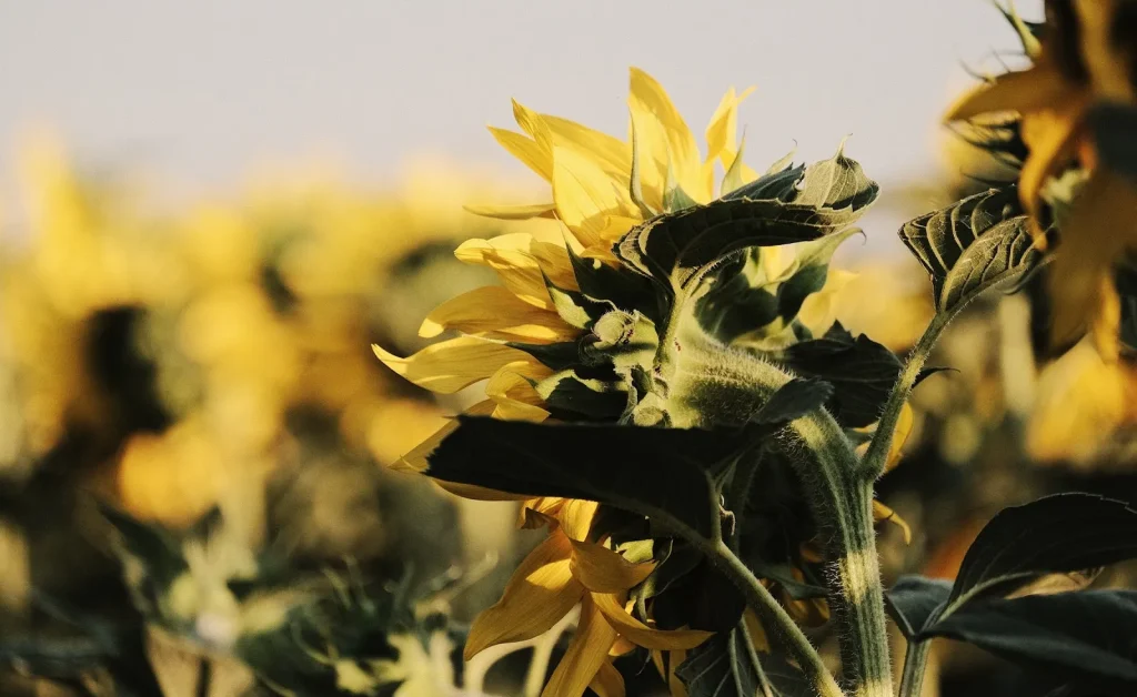 Ilustrasi pabrik modern dengan robot industri, menunjukkan masa depan manufaktur.