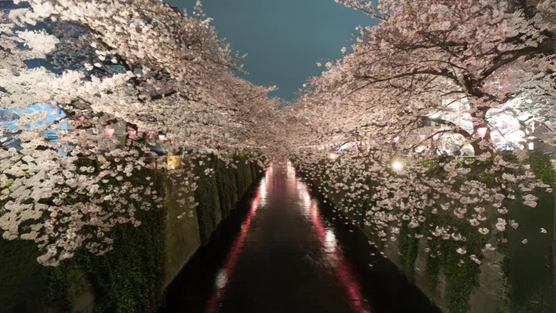 Orang-orang sedang menikmati hanami di bawah pohon sakura yang mekar.
