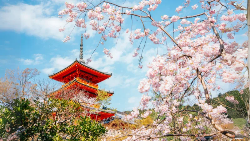 Pemandangan bunga sakura yang sedang mekar penuh di Jepang.